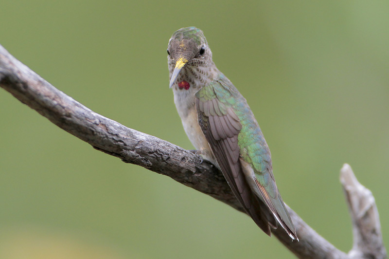 Broad-tailed Hummingbird