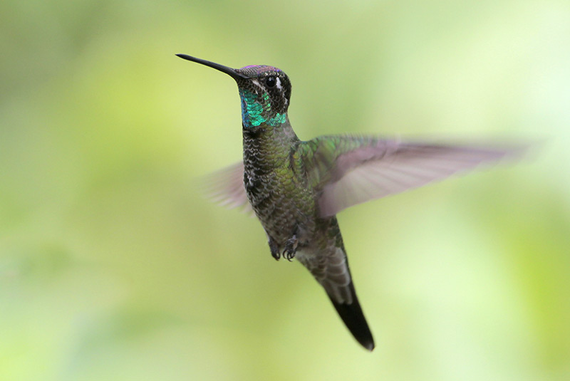 Magnificent Hummingbird