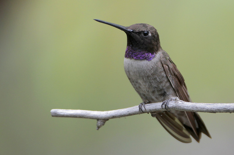 Black-chinned Hummingbird