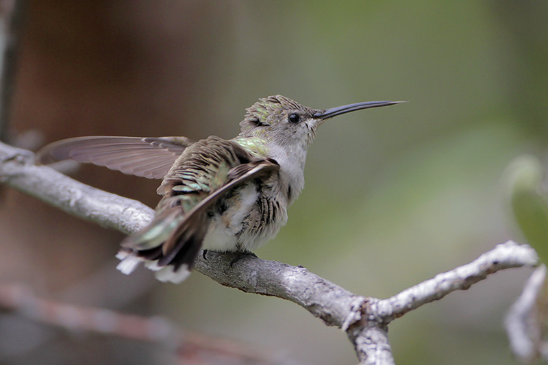 Black-chinned Hummingbird