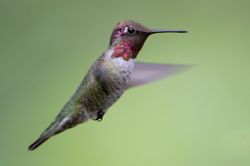 Annas Hummingbird