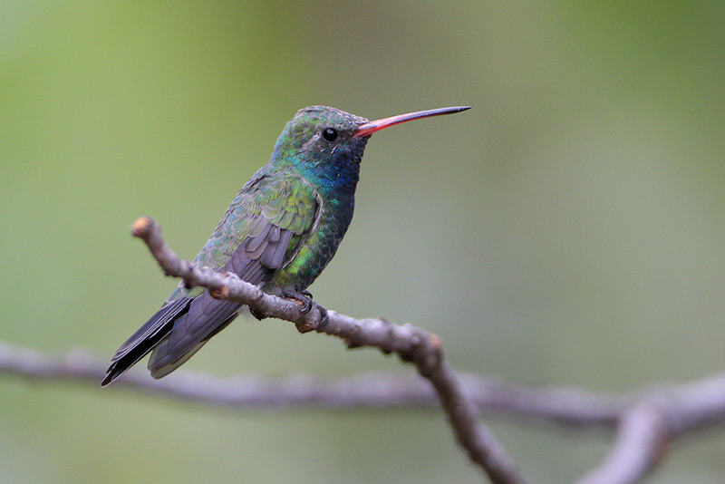 Broad-billed Hummingbird