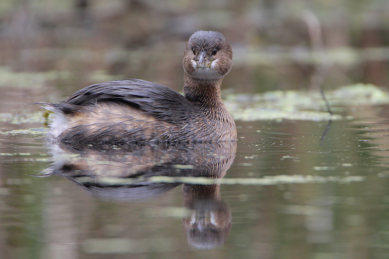Pied-billed Grebe