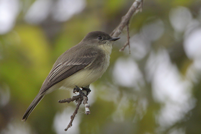 Eastern Phoebe