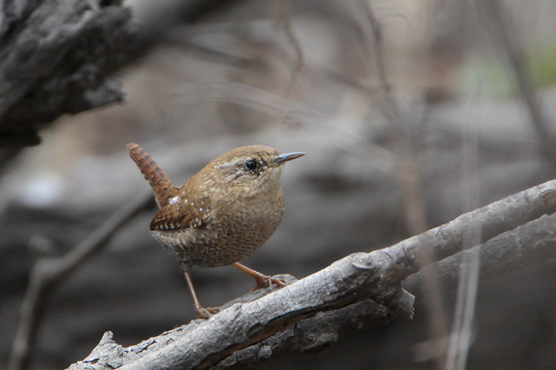 Winter Wren