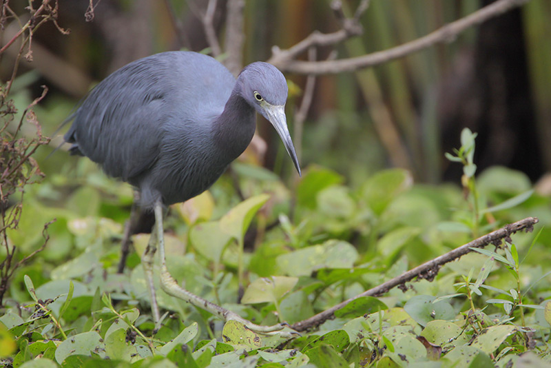 Little Blue Heron