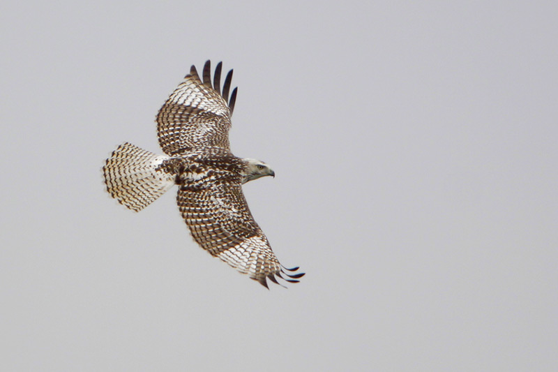 Red-tailed Hawk