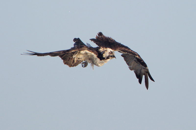 Osprey