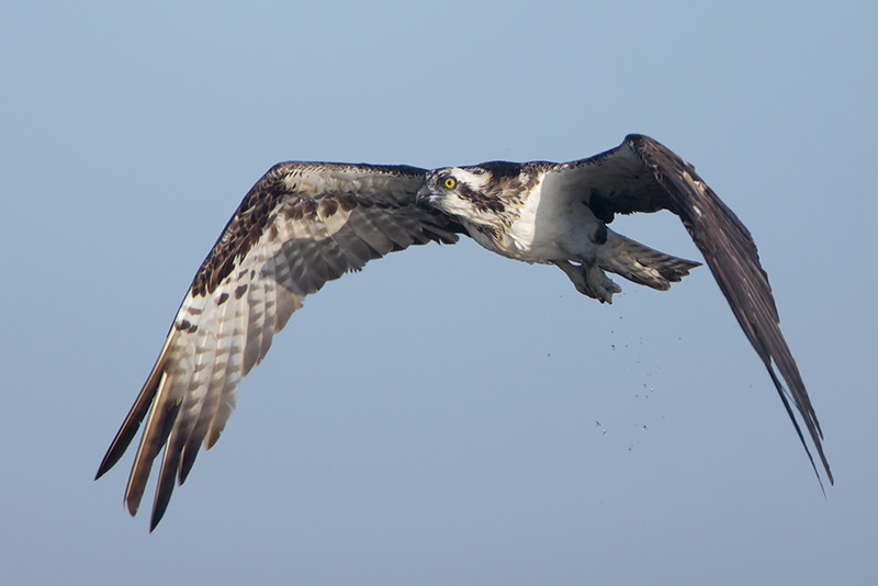 Osprey