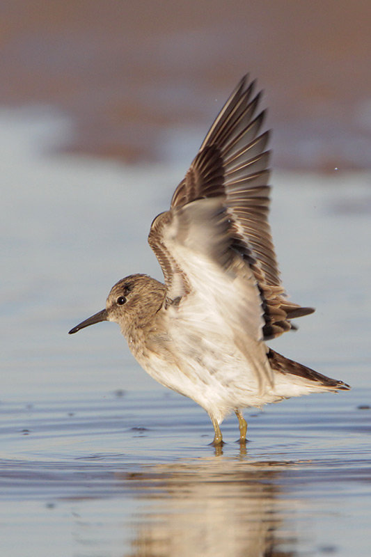 Least Sandpiper