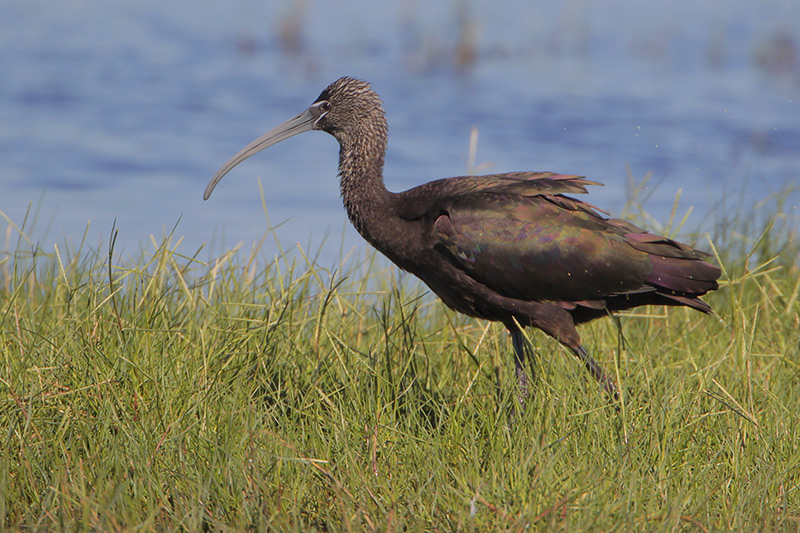 Glossy Ibis