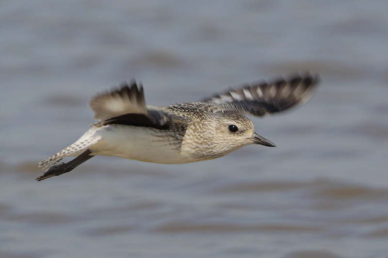 Black-bellied Plover