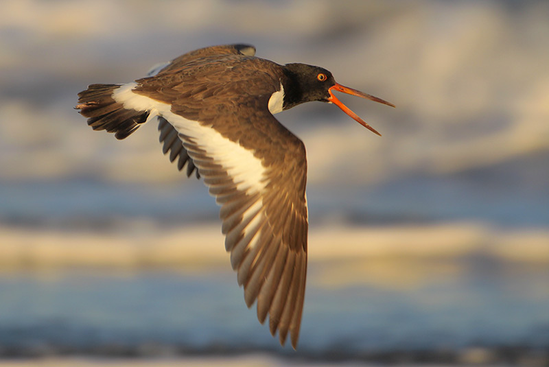 American Oystercatcher