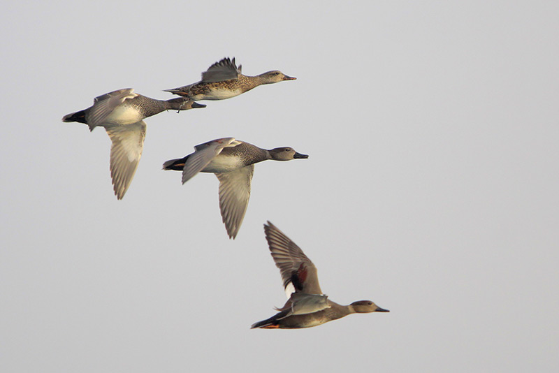 Gadwall