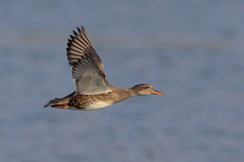 Gadwall