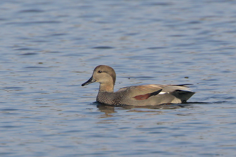 Gadwall