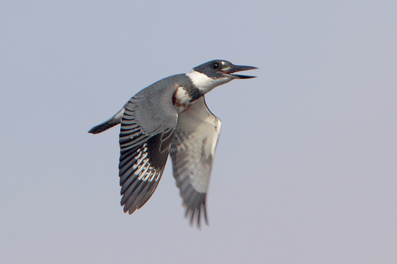 Belted Kingfisher