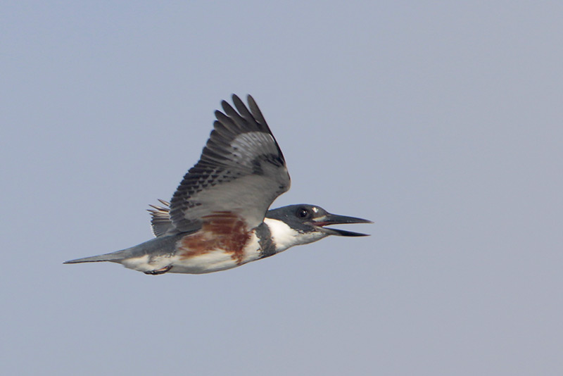 Belted Kingfisher