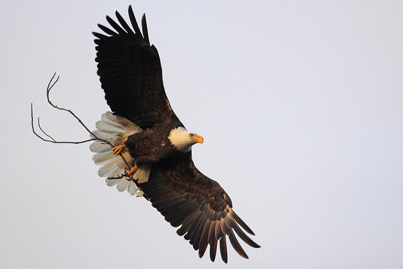 Bald Eagle