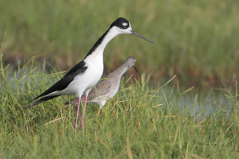 Black-necked Stilt
