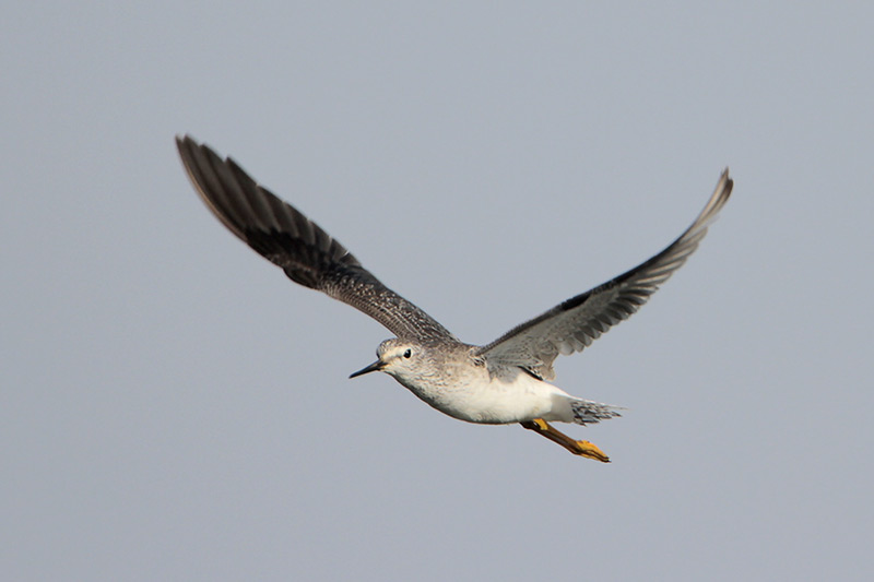 Lesser Yellowlegs