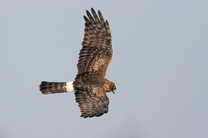 Northern Harrier
