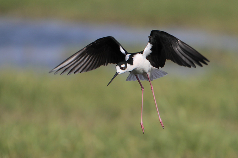 Black-necked Stilt