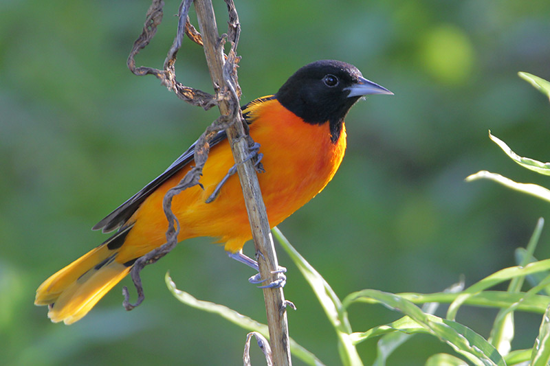 Baltimore Oriole
