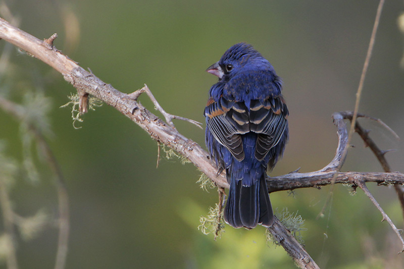 Blue Grosbeak