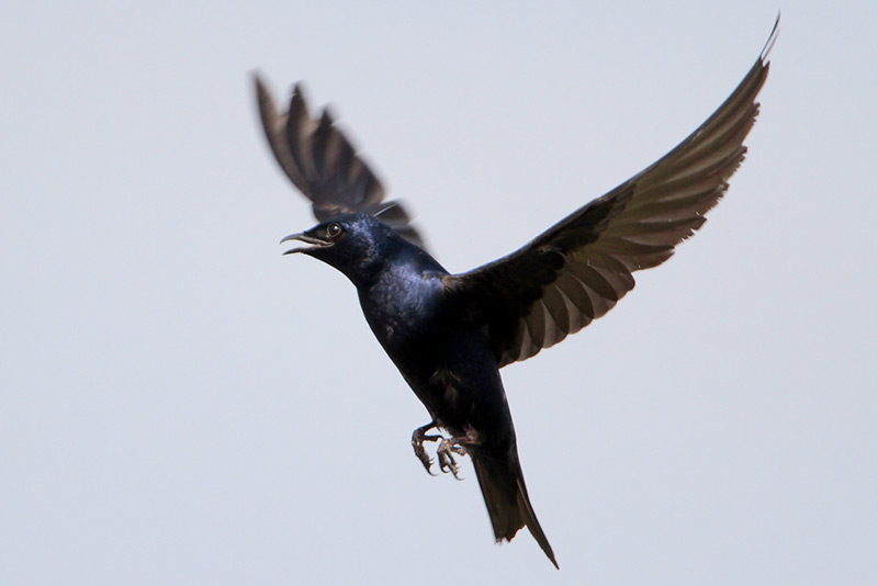 Purple Martin