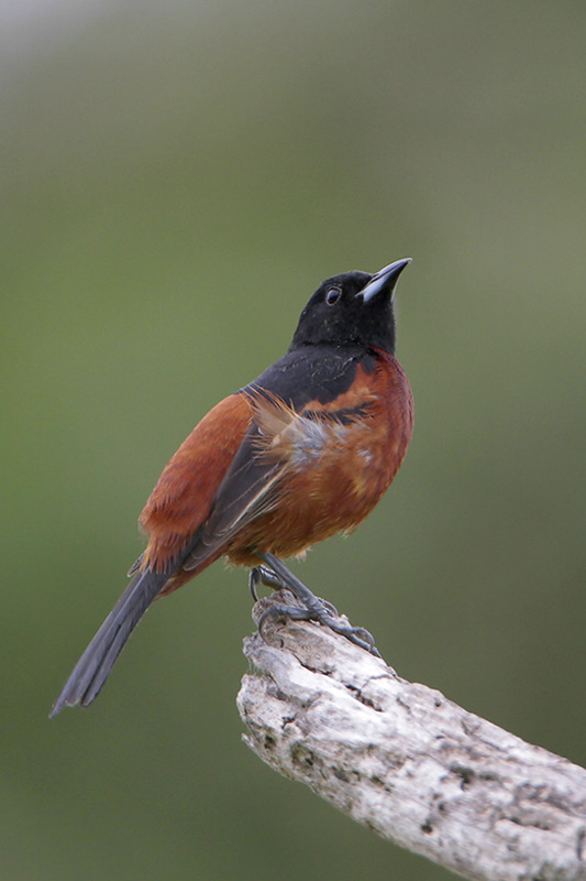 Orchard Oriole
