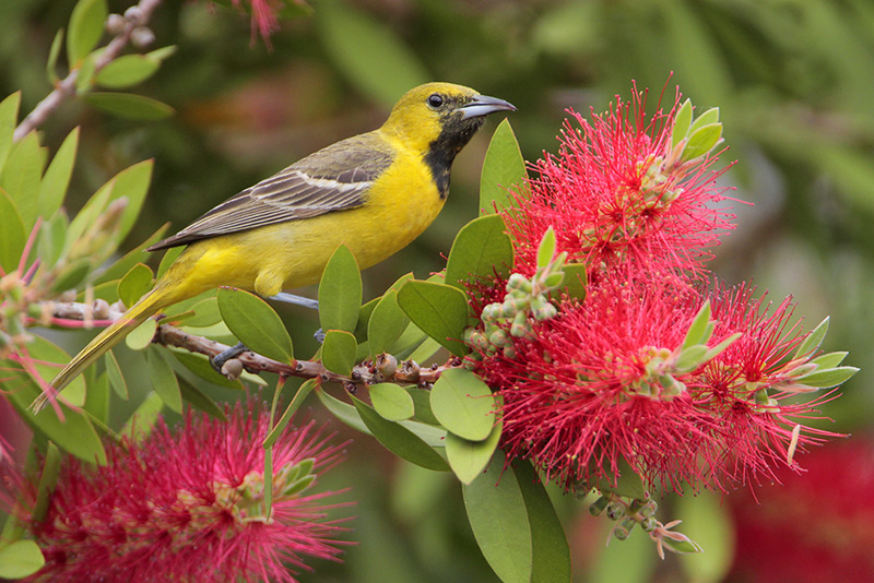 Orchard Oriole