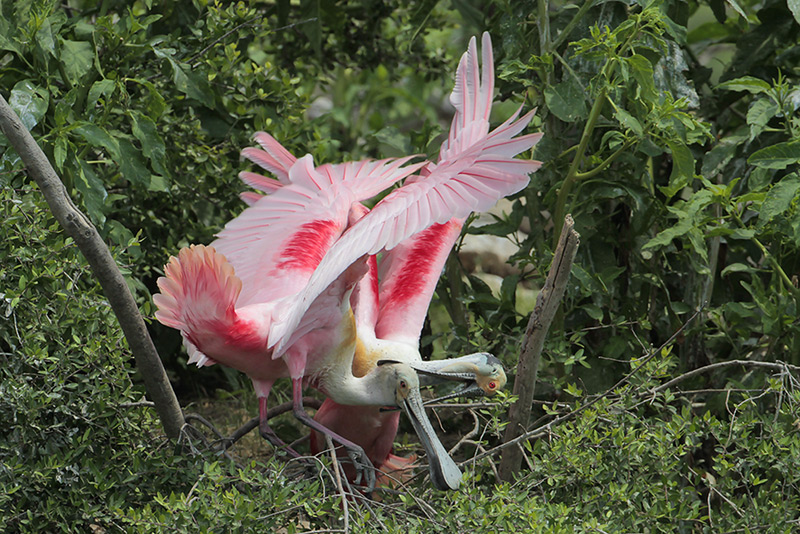 Roseate Spoonbill