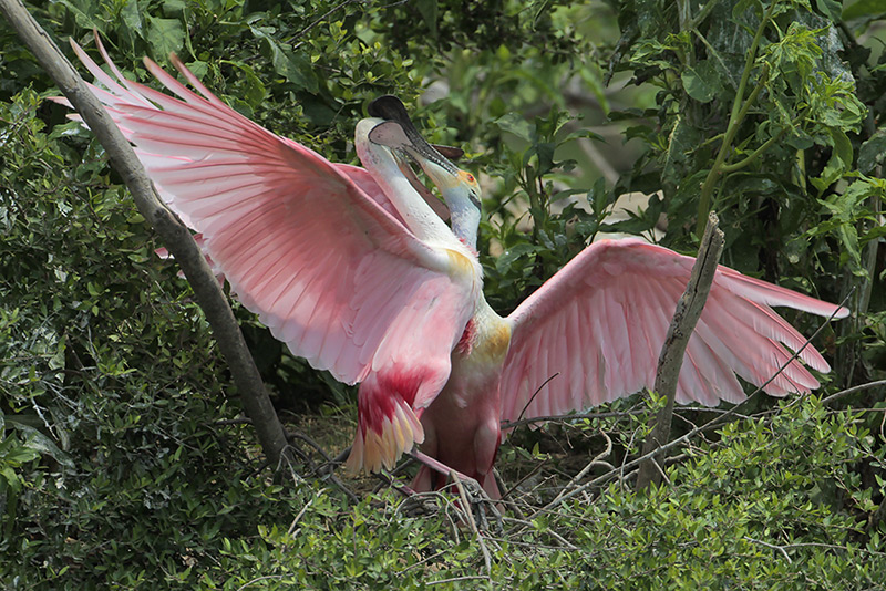 Roseate Spoonbill