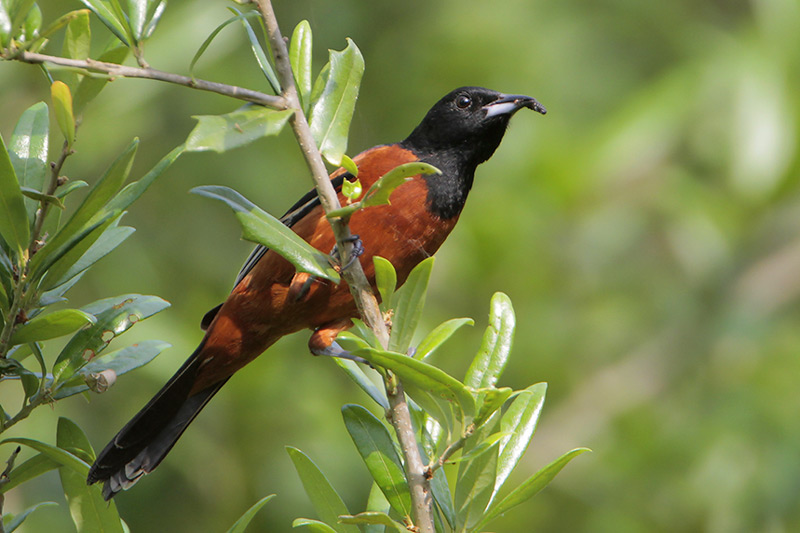 Orchard Oriole