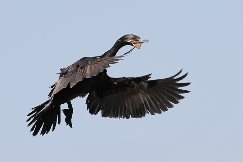 Neotropic Cormorant