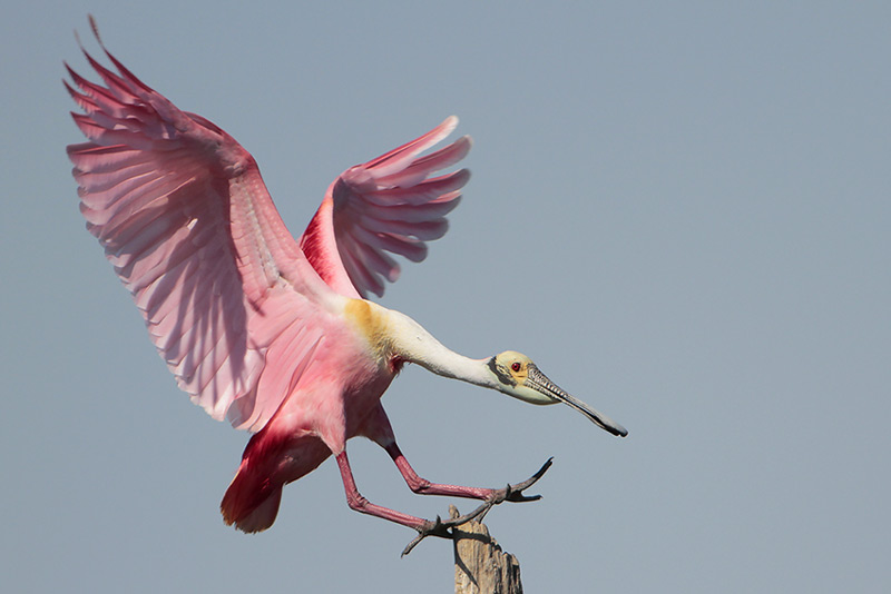 Roseate Spoonbill