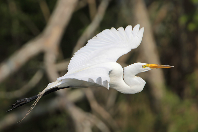 Great Egret