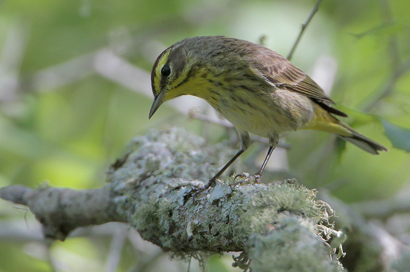 Palm Warbler