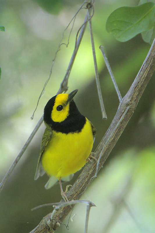 Hooded Warbler