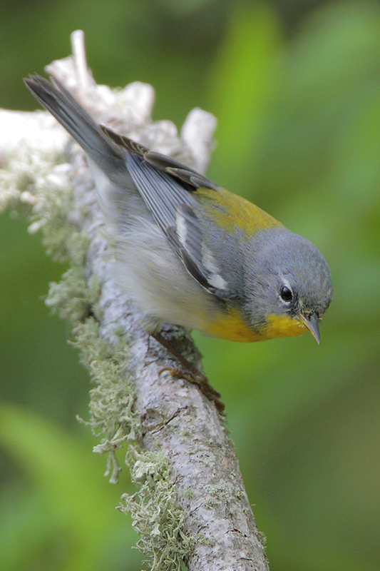 Northern Parula