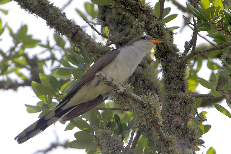 Yellow-billed Cuckoo