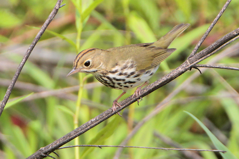 Ovenbird