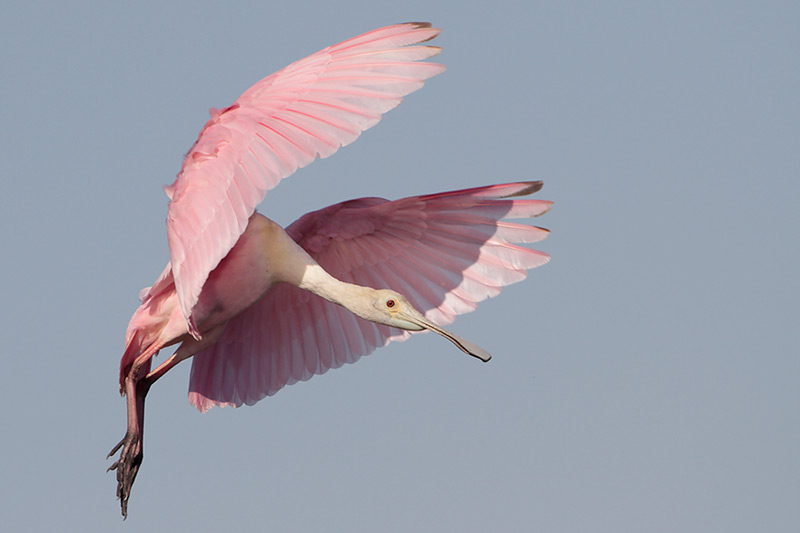 Roseate Spoonbill