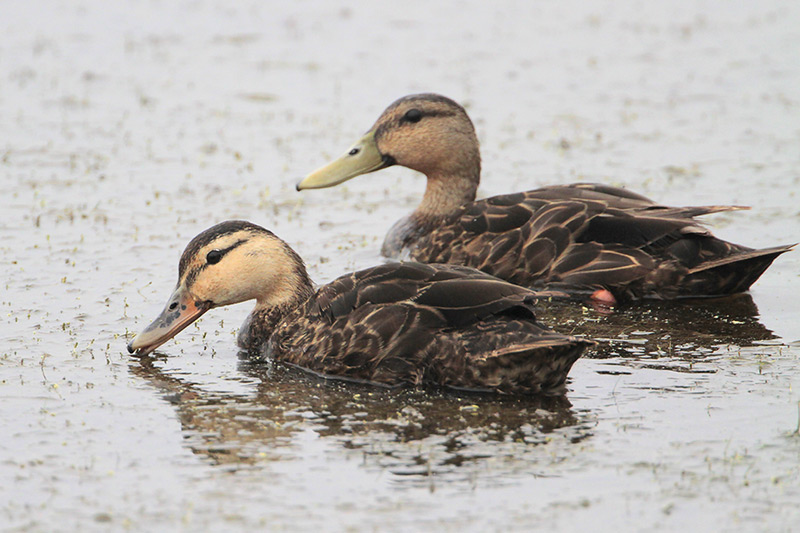 Mottled Duck