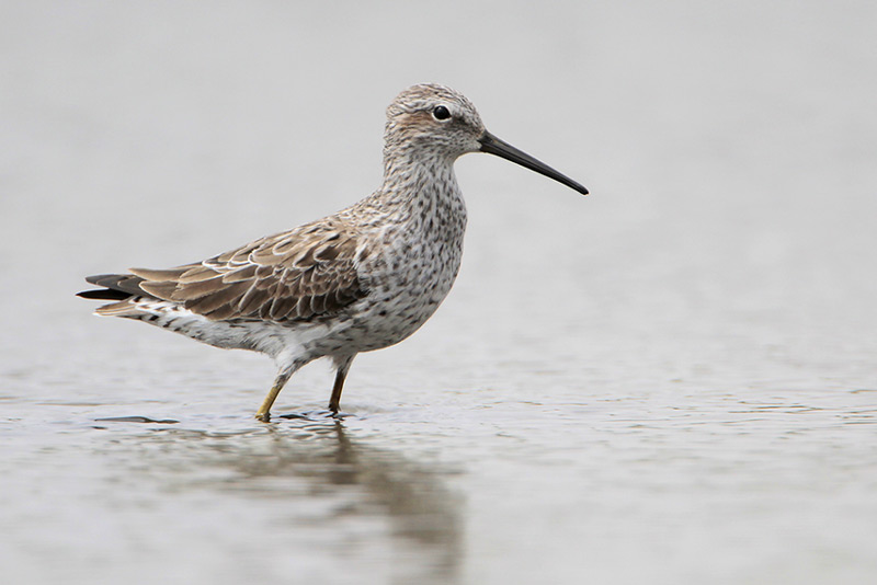 Stilt Sandpiper