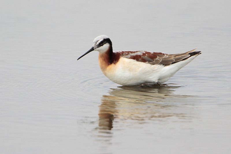 Wilsons Phalarope