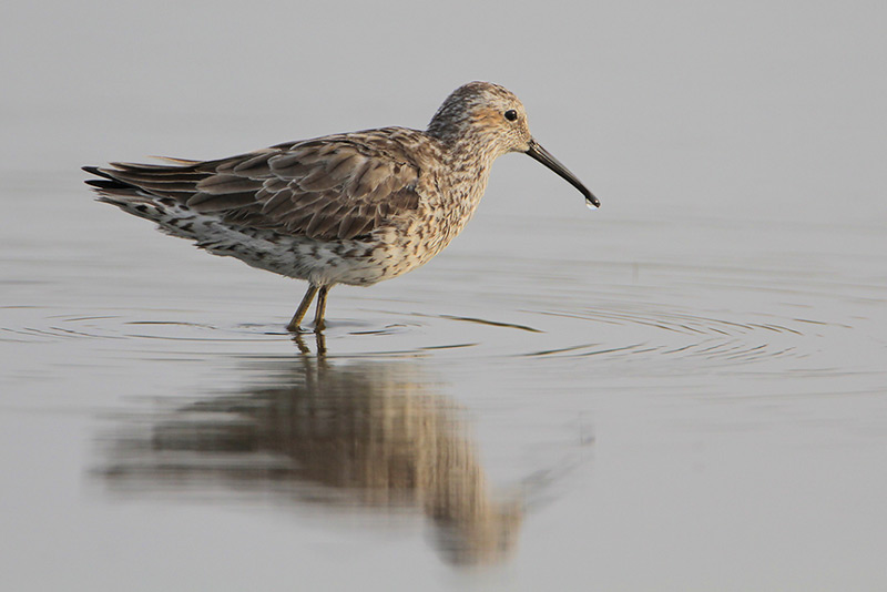 Stilt Sandpiper
