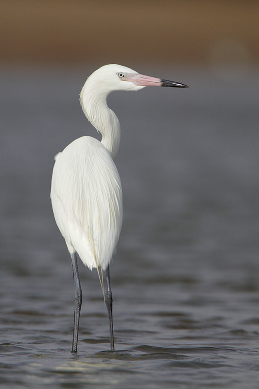 Reddish Egret
