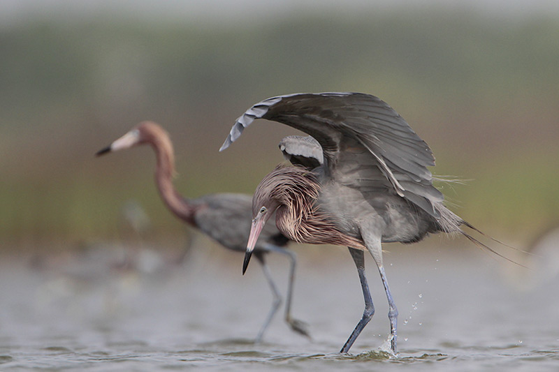 Reddish Egret